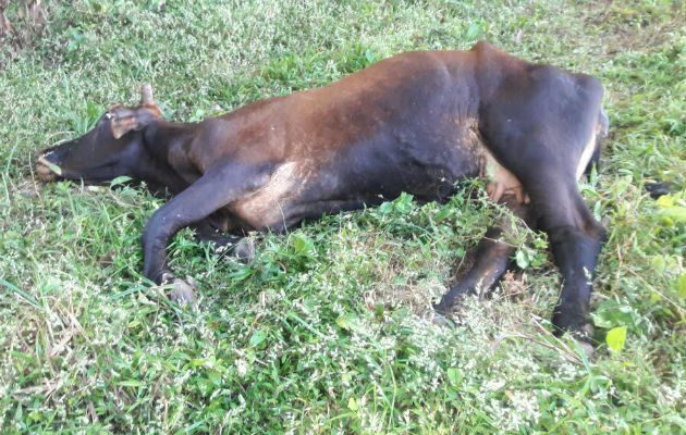 Otros cinco casos aún están en investigación. Foto: Eric Ariel Montenegro. 
