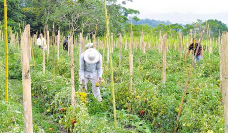 Merma la producción.