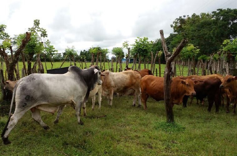 Los ganaderos en Chiriquí se muestran muy preocupados por la situación que atraviesan. José Vásquez