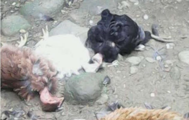 La situación se investiga. Fotos: Leonardo Machuca. 