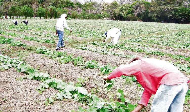 El proyecto se pretendía realizar en el Valle de Tonosí, para beneficiar a productores de esa región. Archivo