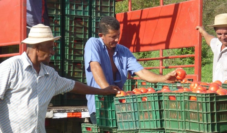 El sector agropecuario registra una de sus peores crisis, sin recibir la atención de las autoridades. /Foto Archivo