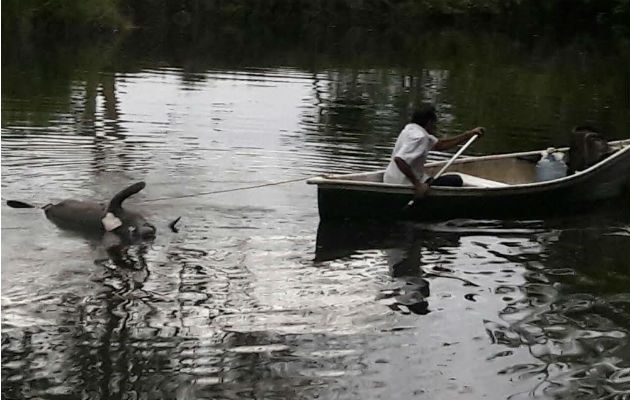 Flotando en las aguas del río San San. Fotos: Leonardo Machuca.  