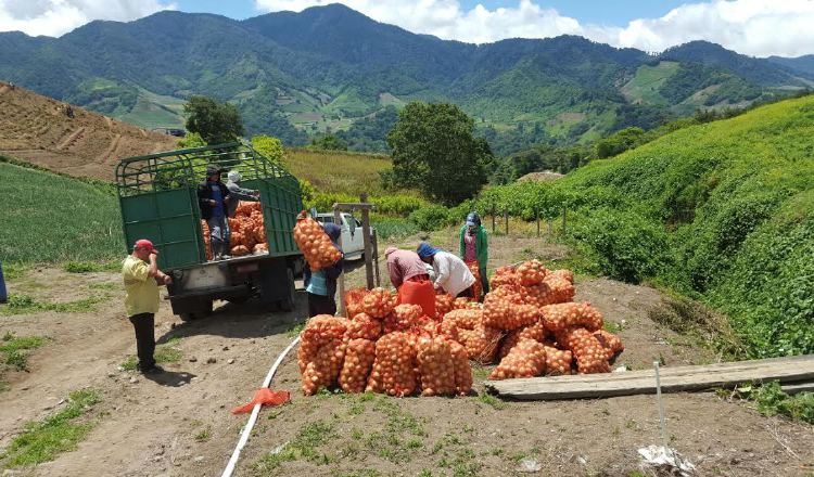 Los productores aseguran contar con la cantidad de  cebolla necesaria. /Foto Archivo