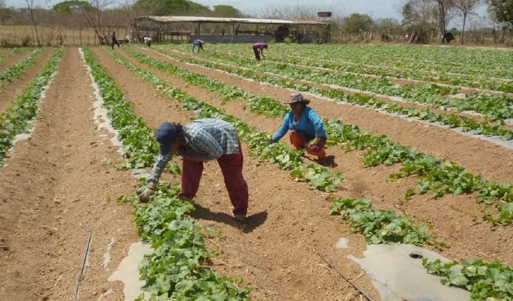 A pesar del duro panorama, los productores de poroto de Herrera decidieron volver a sembrar. /Foto Thays Domínguez 