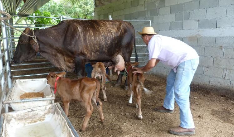 La ganadería en  Azuero es muy tradicional, tanto  que suele pasar de generación en generación. /Foto Thays Domínguez