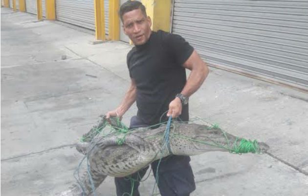Traslado del animal. Foto: Delfia Cortez. 