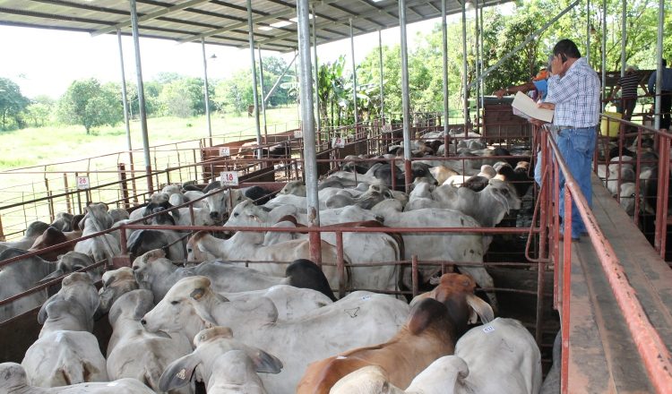 Ganaderos aseguran que no aceptarán que se les pague el litro de la leche grado C a $0.30. /Foto Archivo