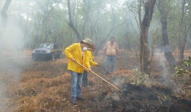 Además de los incendios, el uso indiscriminado de plaguicidas también causa afectación a estas áreas. /Foto Thays Domínguez 