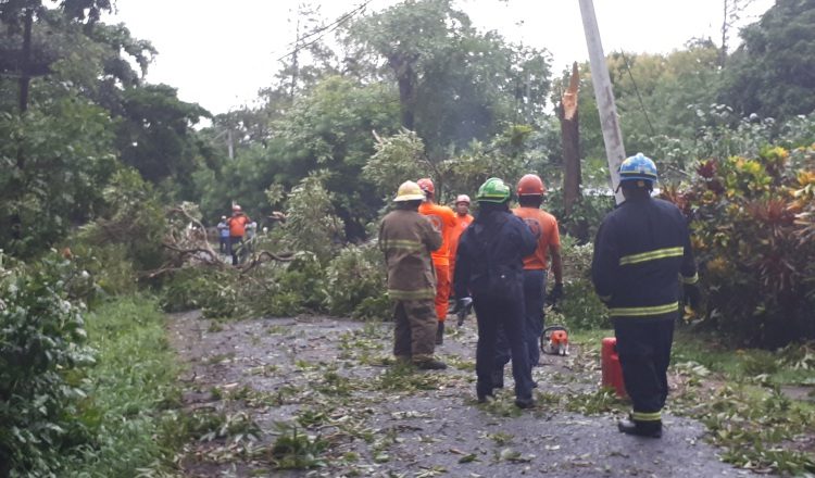 Bomberos y Sinaproc retiran árboles del tendido eléctrico. /Foto Elena Valdez 