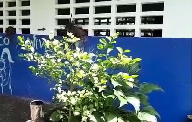 Dibujaron obscenidades en las paredes. Foto: Mayra Madrid. 