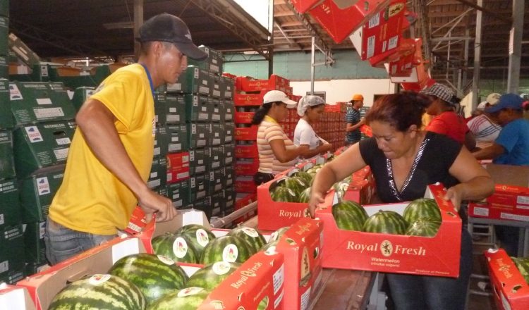 La desaparición de la actividad en la región sería una pérdida de cientos de empleos. /Foto Thays Domínguez