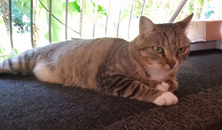 "Michi", de A. Punjabi. Esta pieza artística es una de las que les deleitará la vista en esta colectiva. Aprovechen para ir a visitarla.  Cortesía.