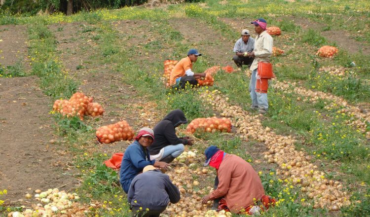 Se producían 1,160 hectáreas de cebolla  y hoy solo  300. /Foto Archivo 