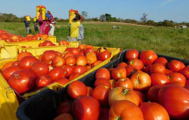 Los productores santeños industriales han sufrido grandes pérdidas. Foto: Zenaida Vásquez 