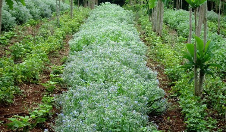 No solo los productores de plantas medicinales deberían aprovechar el mercado de China. José Vásquez