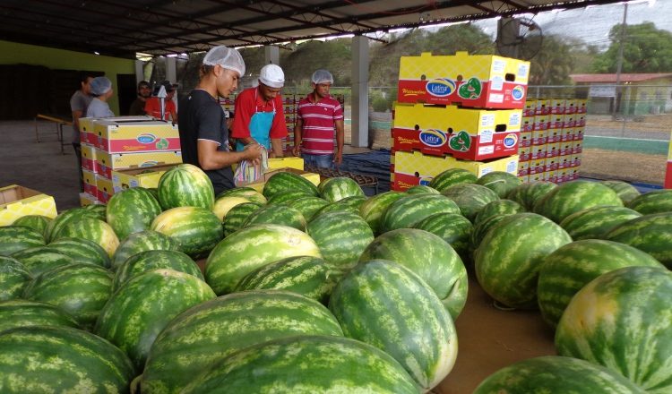 Productos como la piña, el melón, la sandía y los del mar registran este año una caída significativa en su comercialización en el exterior. /Foto Archivo