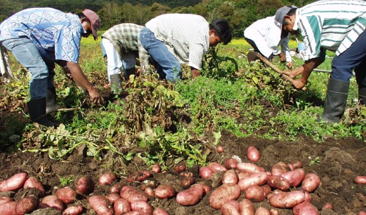 Los productores se han visto afectados por la falta de atención y burocracia en trámites estatales. Archivo