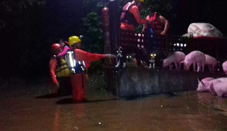 Las lluvias afectaron  hasta los cerdos.