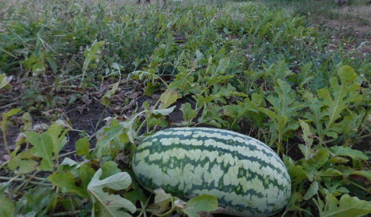 Este martes se reunirán con productores de sandía. /Foto Zenaida Vásquez