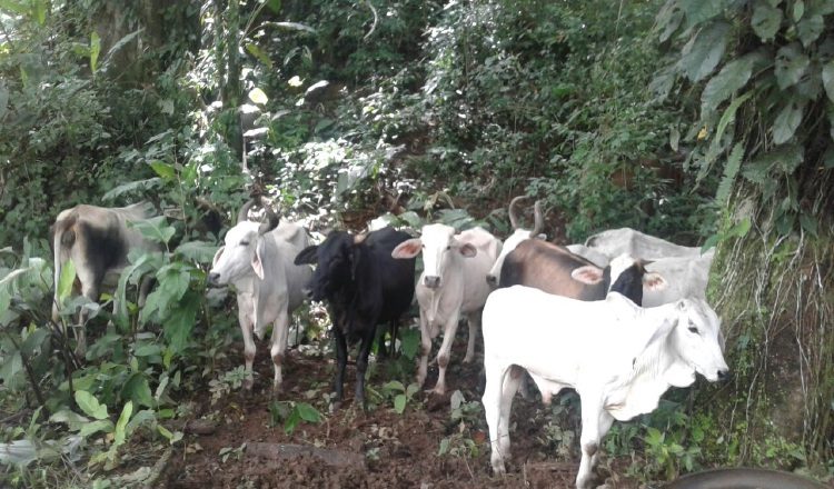 Dos fincas en cuarentena. /Foto José Vásquez