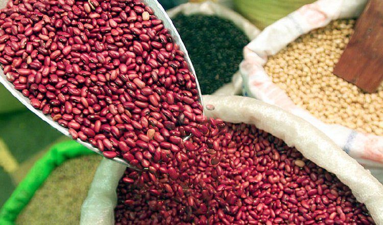 Buscan mantener vivas algunas de las plantas de mayor relevancia 