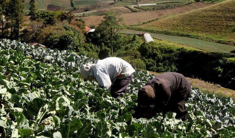 Ante las importaciones desmedidas, algunos productores de cebolla y papa han migrado hacia otros rubros. /Foto Archivo.