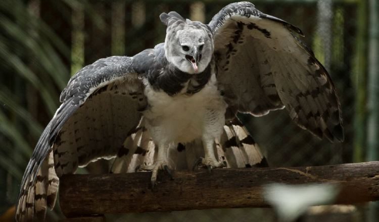 Panamá, el águila nacional, se come un conejo diario, pero no lo hace de una vez, sino que guarda algunos pedazos. Archivo