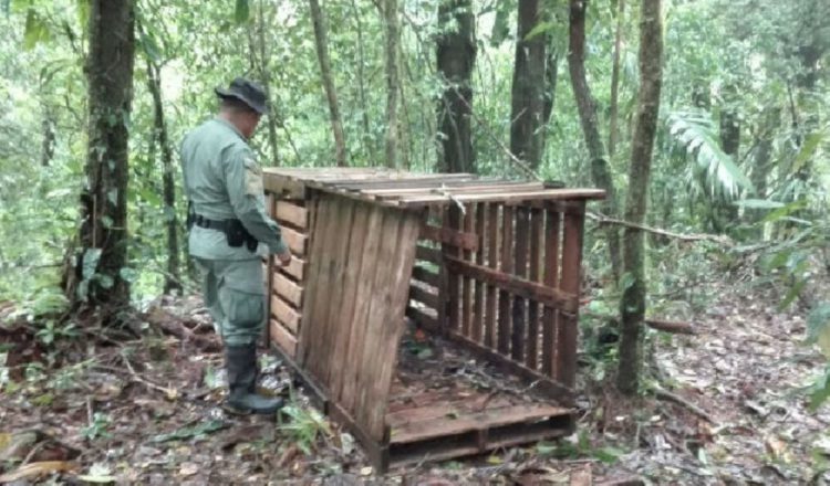 'El comercio ilegal de vida silvestre enriquece a las redes criminales con cerca de $23 mil millones anuales, según la ONU. /Foto: Archivo PA