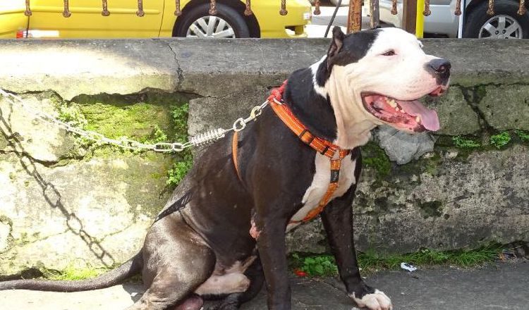 La raza pitbull es considerada como peligrosa. /Foto Archivo