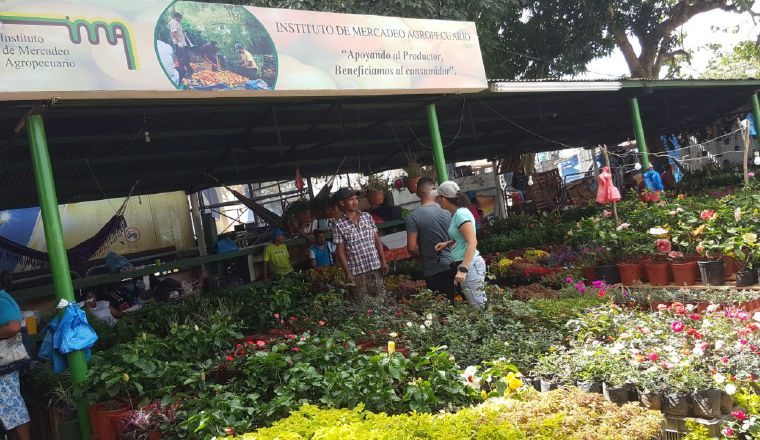 El colorido de la diversidad de plantas. /Foto Archivo
