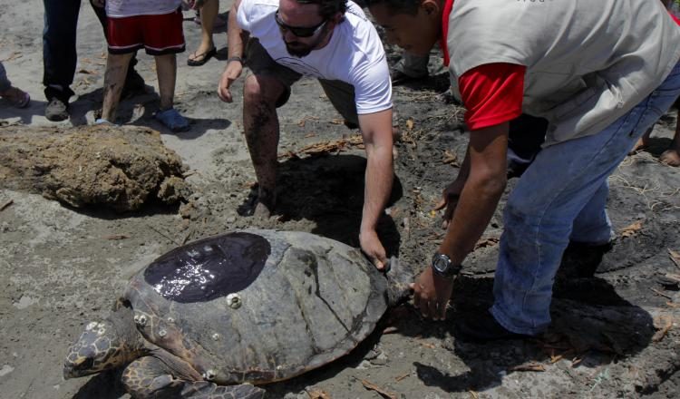 Accesorios y artesanías son elaborados con el caparazón de la tortuga carey para venderlos en regiones del Caribe. /Foto Archivo