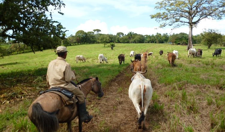 Ganaderos esperan que la normativa sea aprovechada positivamente. /Foto Archivo