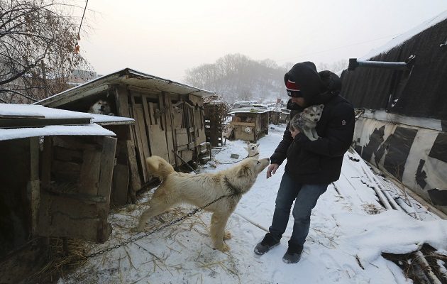 Los perros tendrán un mejro futuro.