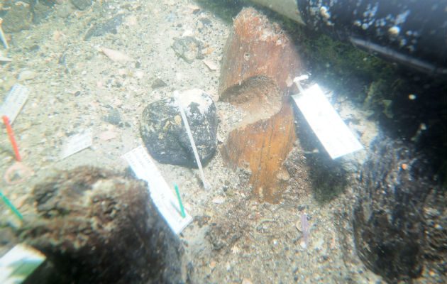 En Florida es ilegal excavar, extraer materiales o restos humanos del lugar, destruir, cometer actos vandálicos. FOTO/EFE