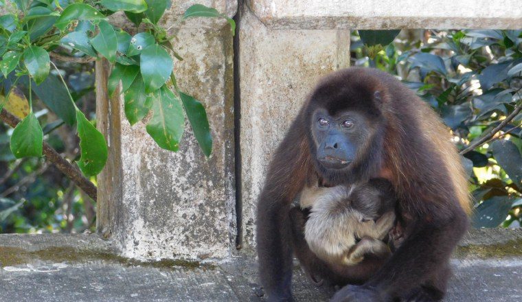 Turismo: El Museo del Dr. Belisario Porras,  el templo Santa Librada, el Festival Nacional de la Pollera y los Carnavales son parte del turismo.