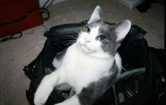 Es el segundo gato atrapado en dos semanas en una cárcel tica.