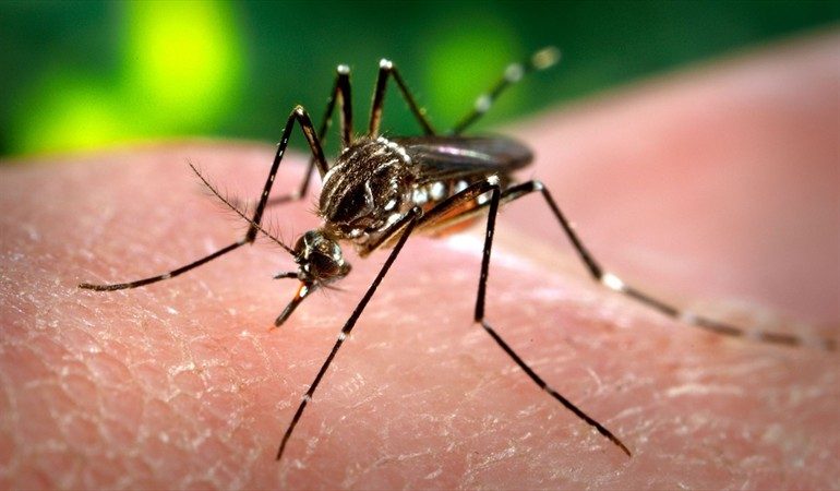 Minsa registra mil 285 casos de dengue en Panamá.