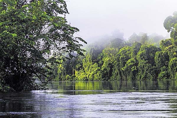 Disfrutar de la fauna y la flora surinamesas.