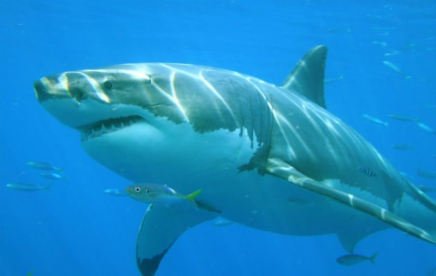 Si estás ante un ataque de tiburón, tu mejor estrategia es golpearlo en los ojos, según expertos en fauna. Foto: EFE 
