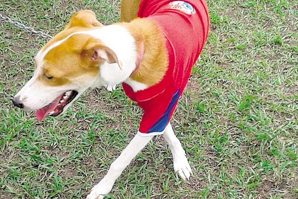 Esta perrita ‘sonríe’ feliz. La dieron en adopción. Recibirá mimos. /Foto Cortesía.