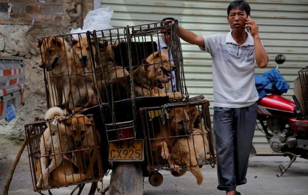 Un comerciante espera a sus clientes junto a varias perros metidos en jaulas. Foto: EFE