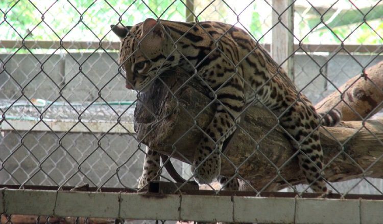 El tigrillo es uno de los felinos más pequeños que se encuentran en Panamá y Centroamérica. /Foto Edwin González