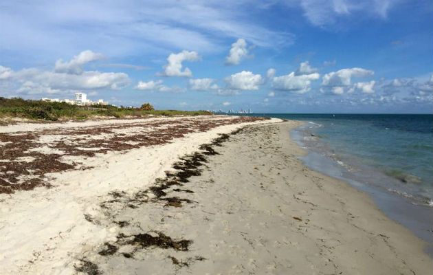 En 2017 Florida fue una vez más el estado que registró un mayor número de ataques. Foto: EFE