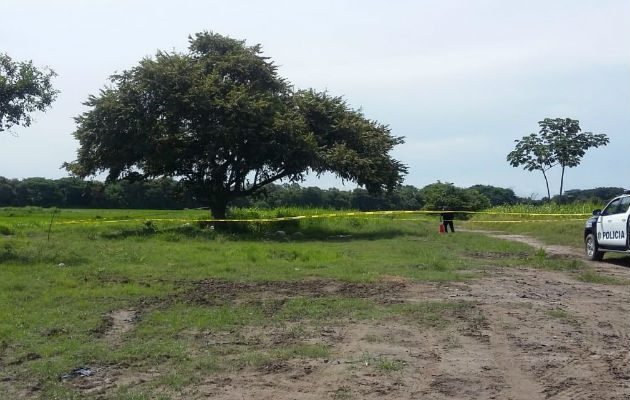Árbol de guásimo donde cayó el rayo y mató a los trabajadores. Foto: Víctor Eliseo Rodríguez.