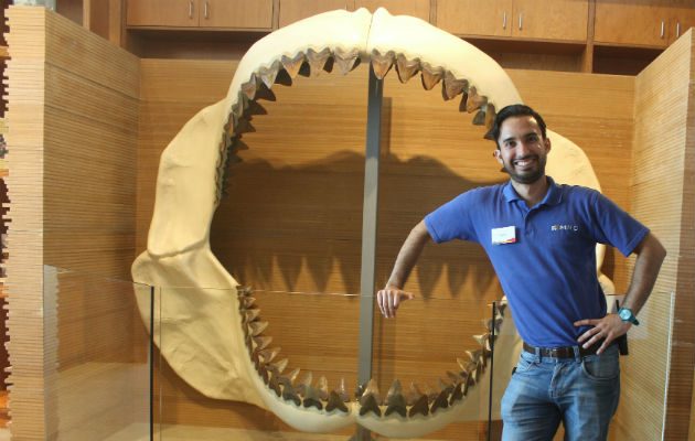 Hace aproximadamente 2 millones de años desapareció el “Megalodón”, cuyo nombre significa “diente grande”.