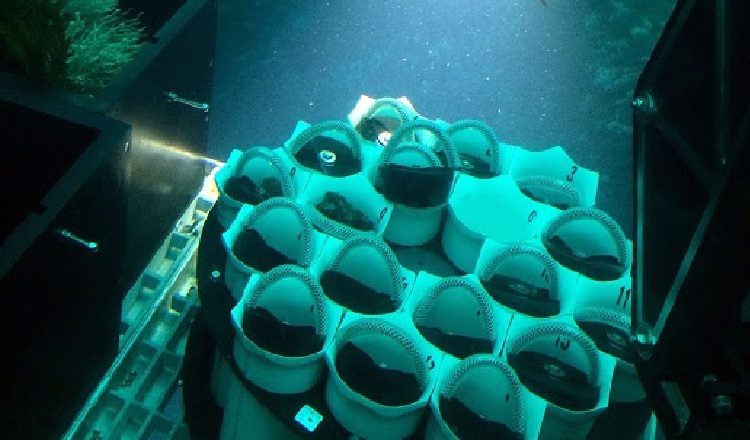 Héctor Guzmán, investigador de STRI, recolectando una muestra del coral. /Foto Cortesía: Héctor Guzmán