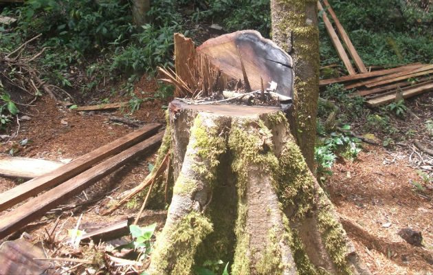 Catalogan de delito grave la tala de árboles. Foto: José Vásquez.