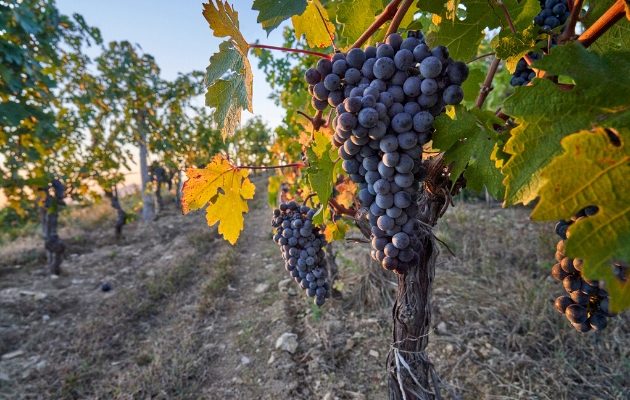 En China, se ha hecho vino de uva durante siglos. Hasta hace poco que los productores del país comenzaron a buscar una calidad más alta que pudiera gustar a los enófilos, principalmente en pequeña escala. Foto/Richard Haughton/Lafite.