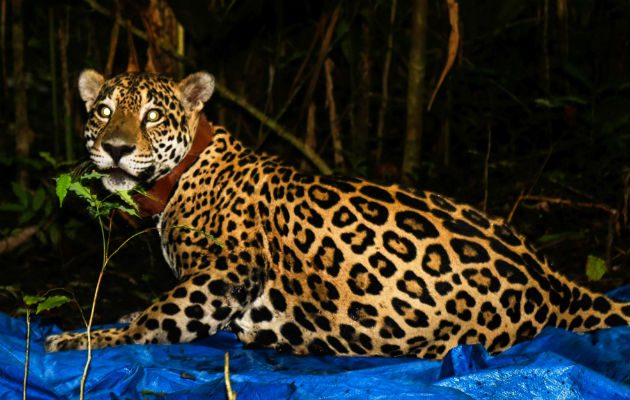 Hembra Jaguar con un dispositivo GPS colocado por la Fundación Yaguará Panamá.